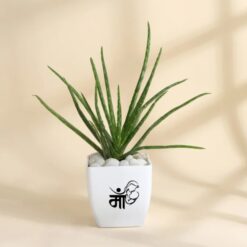 Aloe Vera Love Mother's Day plant in a decorative planter, symbolizing care and health, perfect for celebrating and honoring moms on Mother's Day.