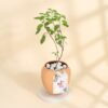 Copper Tulsi plant in a decorative pot, symbolizing health and well-being, perfect for celebrating Mother's Day with a thoughtful gift.