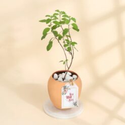 Copper Tulsi plant in a decorative pot, symbolizing health and well-being, perfect for celebrating Mother's Day with a thoughtful gift.