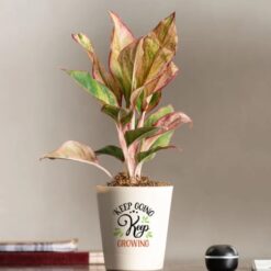 Vibrant Crimson Charm Aglaonema plant with striking red foliage, adding elegance and color to any indoor space or decor.