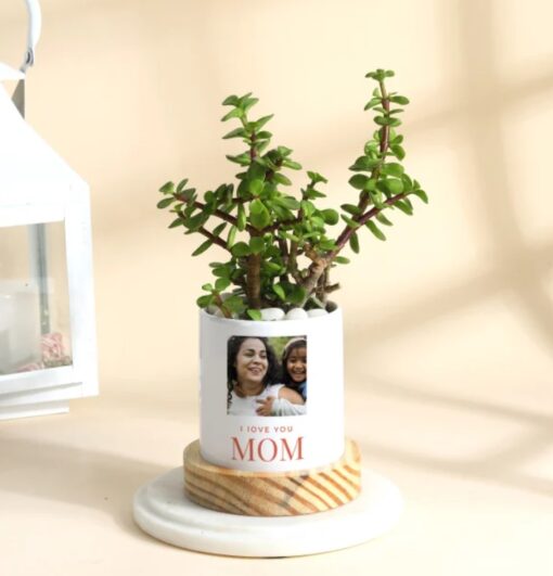 Customized Jade plant in a decorative ceramic planter, a perfect Mother's Day gift symbolizing prosperity and love for your mom.