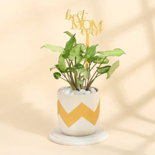 Emblazoned Syngonium plant featuring vibrant green and white variegated leaves, perfect for enhancing home decor and celebrating mom.