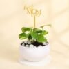 Enchanted Money Plant for Mom in a stylish pot, symbolizing prosperity and good luck, perfect for Mother's Day gifting.