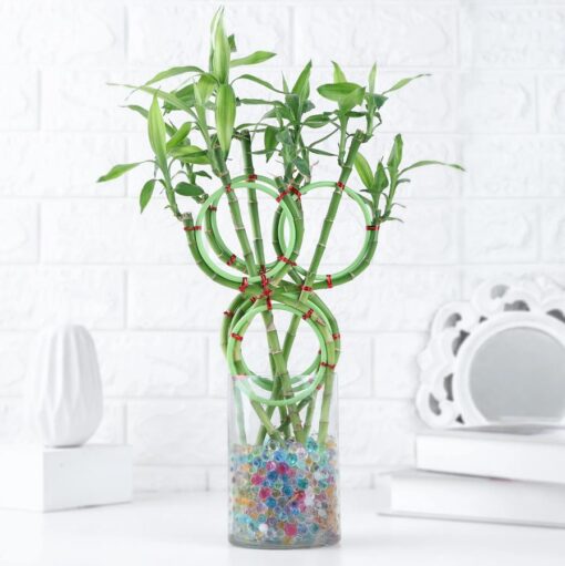 Eternal Blessings Bamboo Gift – a beautiful lucky bamboo plant, symbolizing prosperity and good luck.