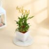 Charming lucky bamboo plant arranged for Mother's Day, symbolizing good fortune and love, perfect for gifting to mothers.