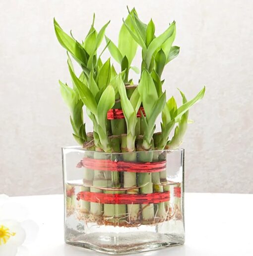 Good Luck 2 Layer Bamboo featuring a two-layer bamboo plant arrangement, symbolizing good luck and prosperity, ideal for gifting.