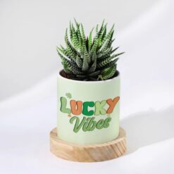 Custom Haworthia succulent planter for Mom, featuring a stylish design and personalized touch, perfect for enhancing home decor and celebrating Mother's Day.