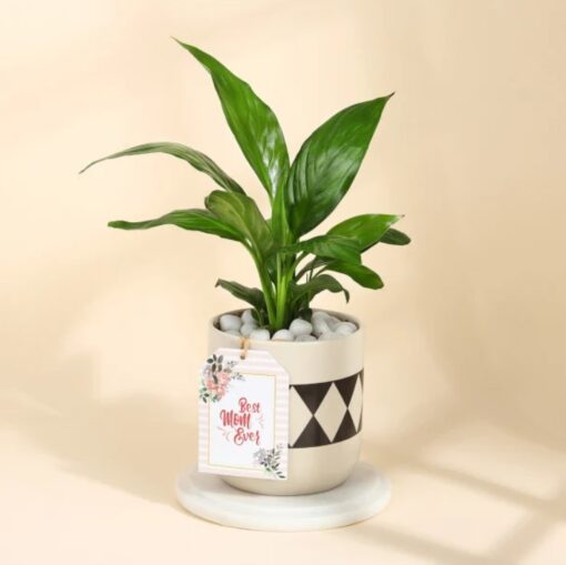 Mom's Evergreen Peace Lily in a stylish diamond planter, symbolizing tranquility and love, perfect for Mother's Day or special occasions.