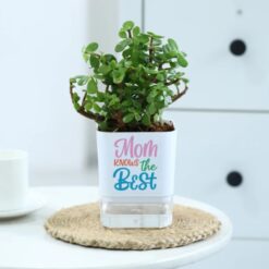 Self-watering jade plant ensemble designed for mothers, featuring a lush jade plant in a stylish pot, perfect for easy care and home decor.