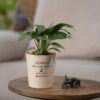 Mom's Serene Petite Peace Lily, a beautiful indoor plant known for its air-purifying qualities and calming presence, perfect for Mother's Day.