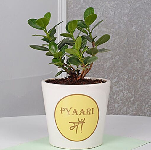 Mom's Special Ficus Dwarf Plant featuring a compact and elegant ficus plant, ideal for brightening up Mom’s home or office.