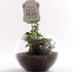 Mom's Special Jade Plant Terrarium featuring a vibrant jade plant in a beautifully designed terrarium, ideal for celebrating and honoring Mom.