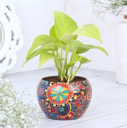 Money Plant in Colorful Printed Pot featuring a healthy money plant in a bright, decorative pot with colorful prints, ideal for home decor.