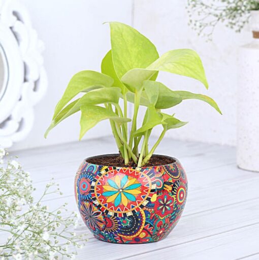 Money Plant in Colorful Printed Pot featuring a healthy money plant in a bright, decorative pot with colorful prints, ideal for home decor.