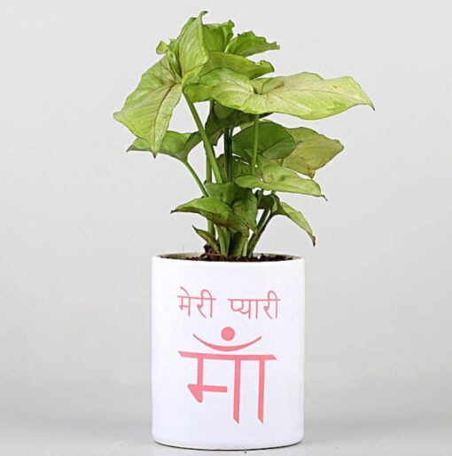 Syngonium Plant in Meri Pyaari Maa Mug featuring a vibrant syngonium plant in a custom mug with 'Meri Pyaari Maa' inscription, ideal for a special gift.