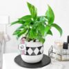 Mother's Prosperity Charm plant in an elegant pot, symbolizing love and good fortune, perfect for celebrating and honoring moms on special occasions.