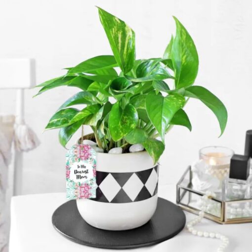 Mother's Prosperity Charm plant in an elegant pot, symbolizing love and good fortune, perfect for celebrating and honoring moms on special occasions.