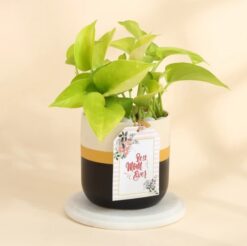 Mum's Golden Aura Money Plant in a stylish pot, symbolizing prosperity and good luck, making a perfect gift for Mother's Day.