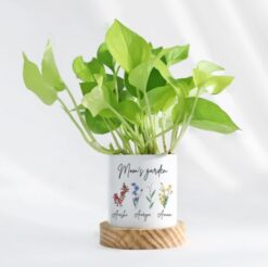 Customized money plant ensemble for mom, featuring a lush green money plant in a decorative pot with a heartfelt personalized touch.