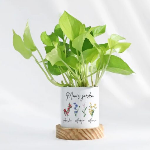 Customized money plant ensemble for mom, featuring a lush green money plant in a decorative pot with a heartfelt personalized touch.