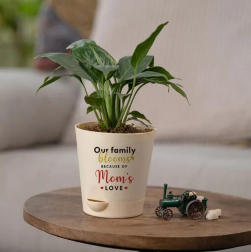 Petite Peace Lily plant in a decorative pot, symbolizing peace and tranquility, perfect for gifting to mothers on special occasions.