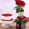 Red Roses & Velvet Cake Combo featuring a bouquet of red roses paired with a decadent velvet cake, ideal for celebrations.