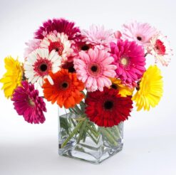 Gerberas Arrangement in Glass Vase featuring colorful gerberas arranged in a clear glass vase, ideal for adding cheer to any event.