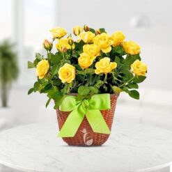 Yellow Smiley Roses featuring cheerful yellow roses with a smiley touch, ideal for spreading joy and brightening up any occasion.