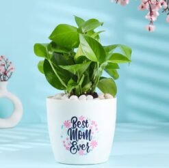 Best Mom Ever Money Plant — vibrant money plant in a decorative pot with a “Best Mom Ever” tag, ideal for Mother’s Day gifting.